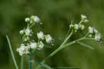 Santa Maria feverfew